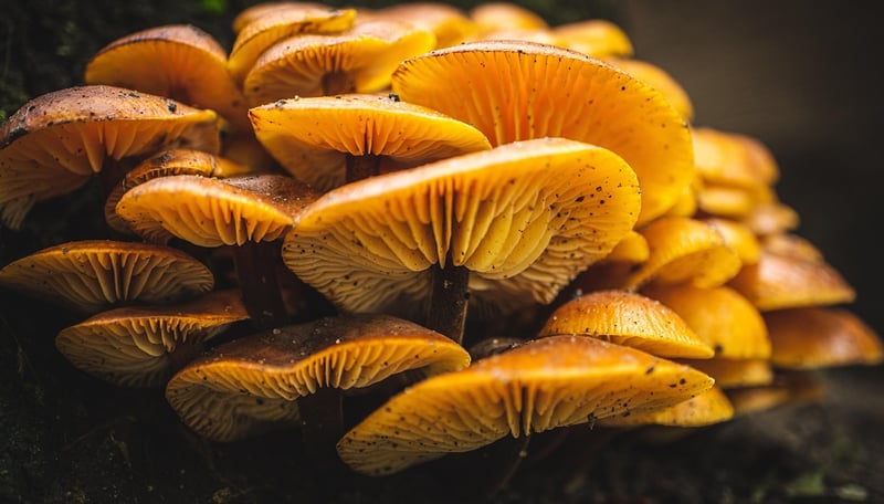 Fantastic fungi