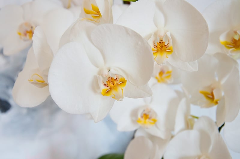 Exotic Flowers
