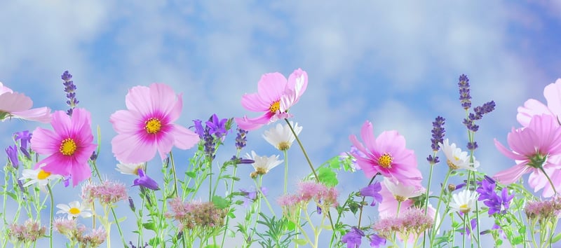 Whimsical Landscape