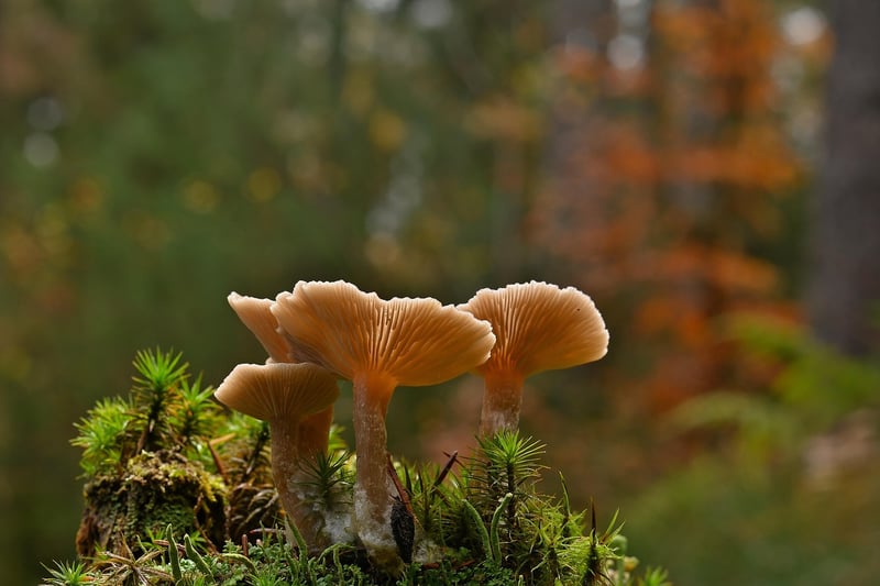 Fantastic Fungi